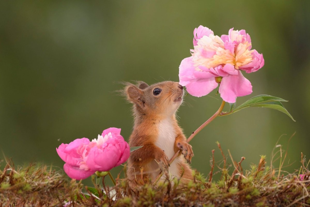 Животные весной