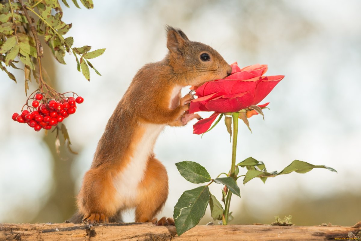 Красивая Белочка