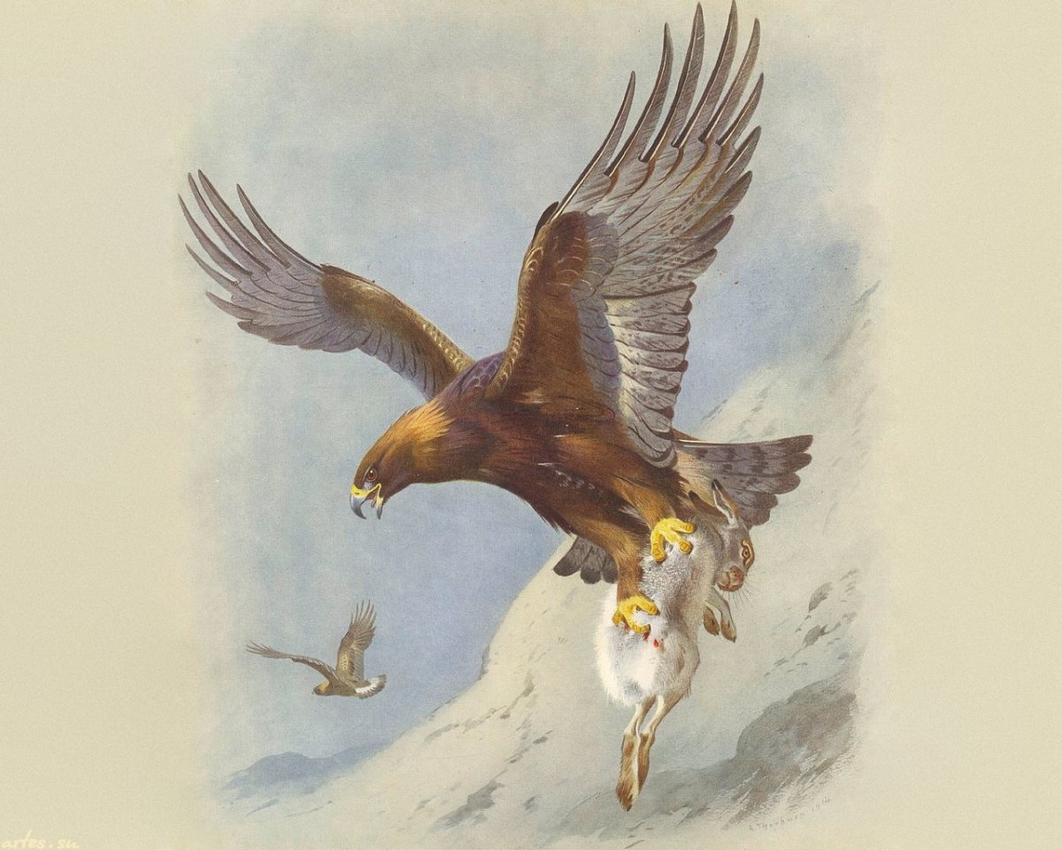 Цветные рисунки Орлов