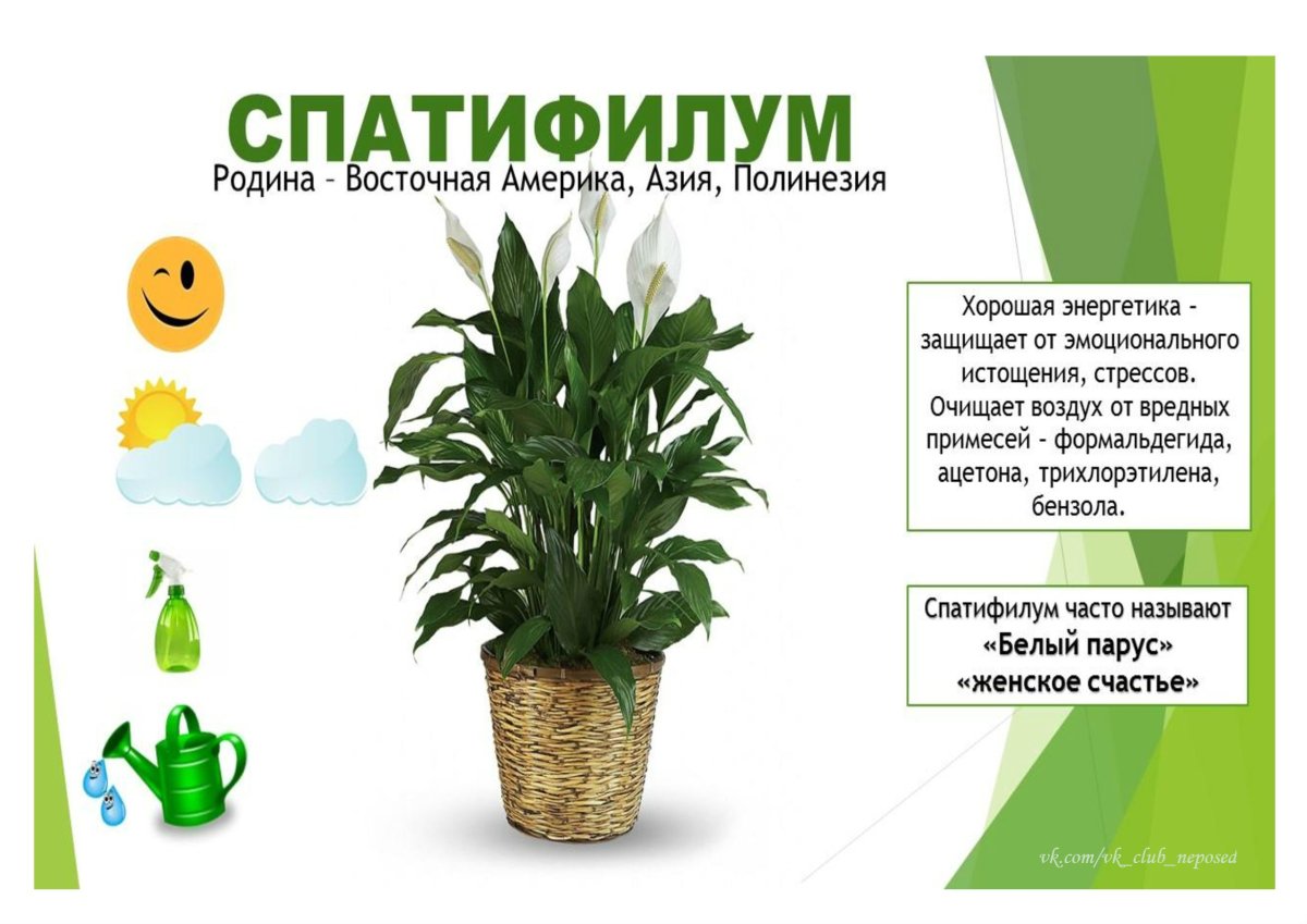 Комнатные растения для детей