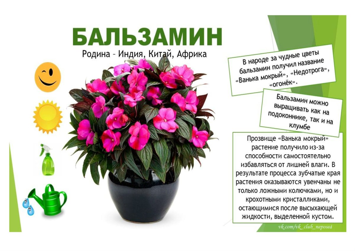 Стикеры растения в горшках