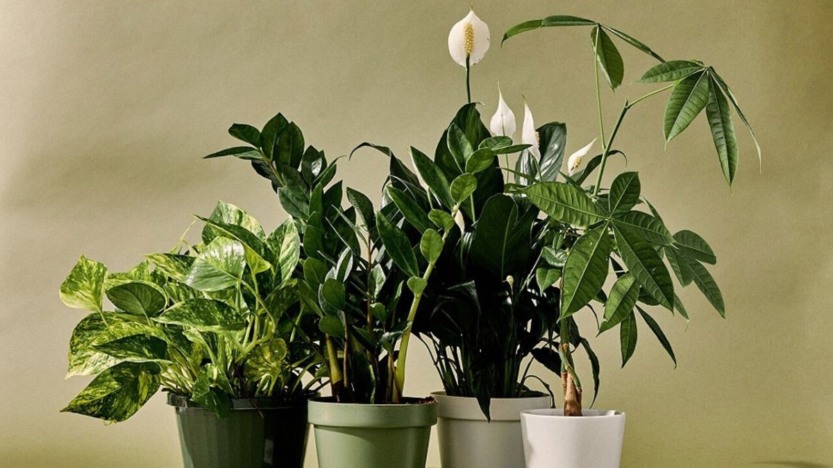 Комнатные растения названия