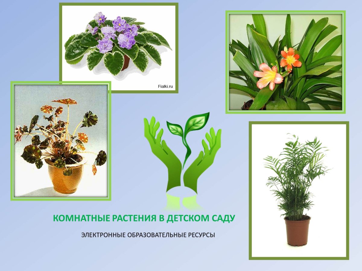 Нефролепис Глориоза