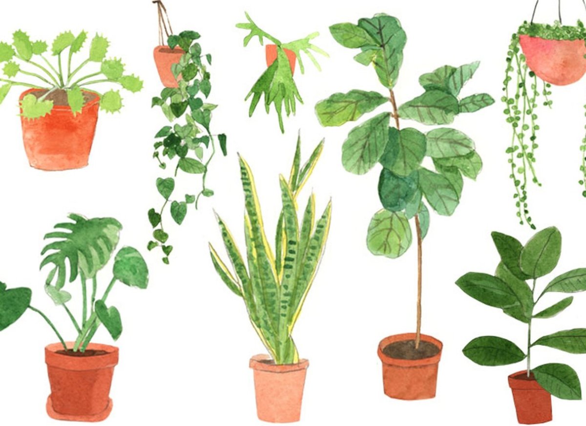 Комнатные растения