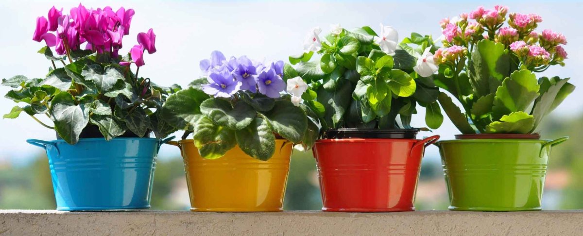 Паспорт комнатных растений Рео