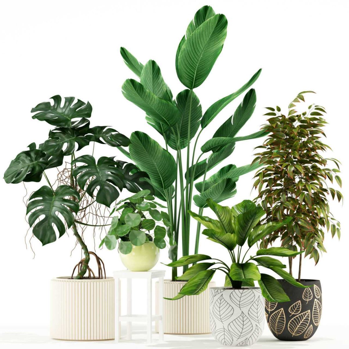 Комнатные растения в ДОУ