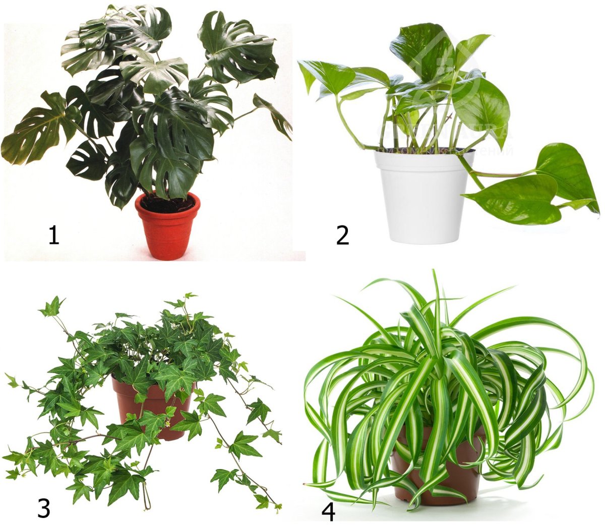 Зарисовки комнатных растений