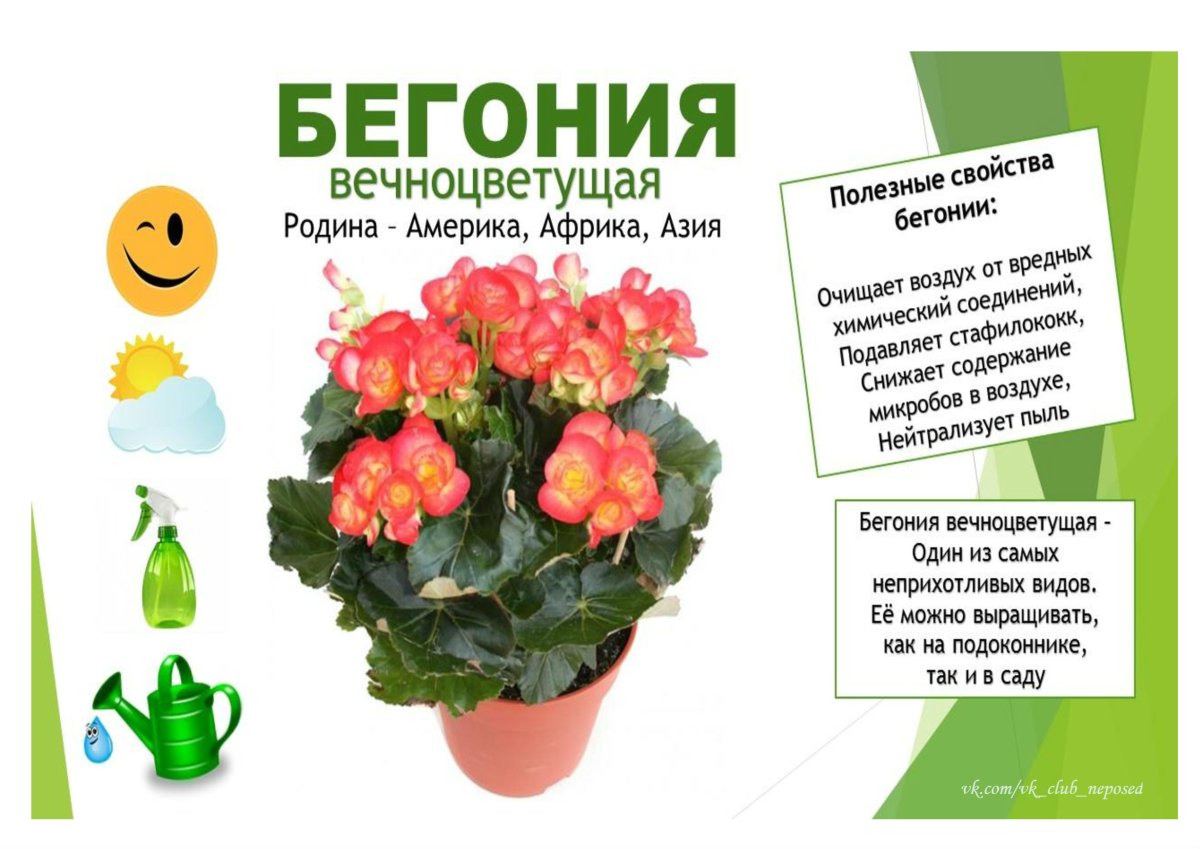 Комнатные цветы каталог с фотографиями