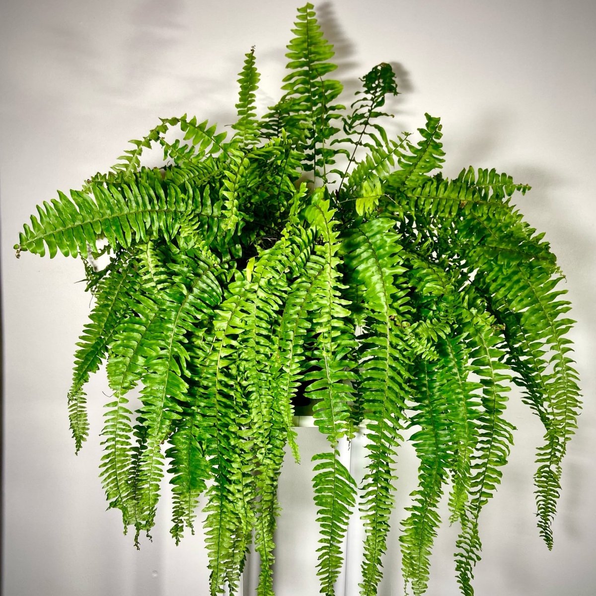 Мои домашние растения