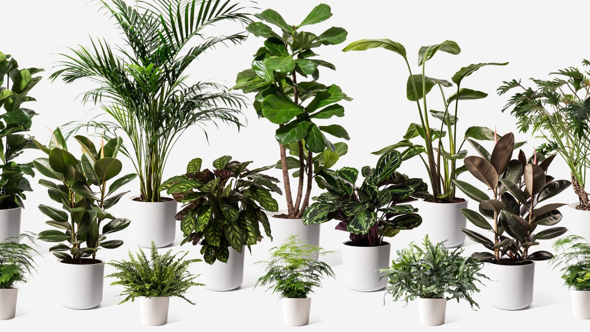 Комные цветы в детском саду