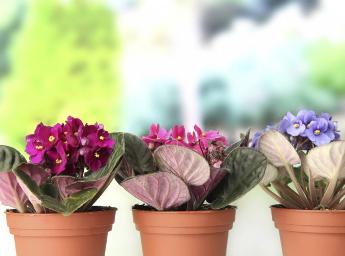 Слайд комнатные растения