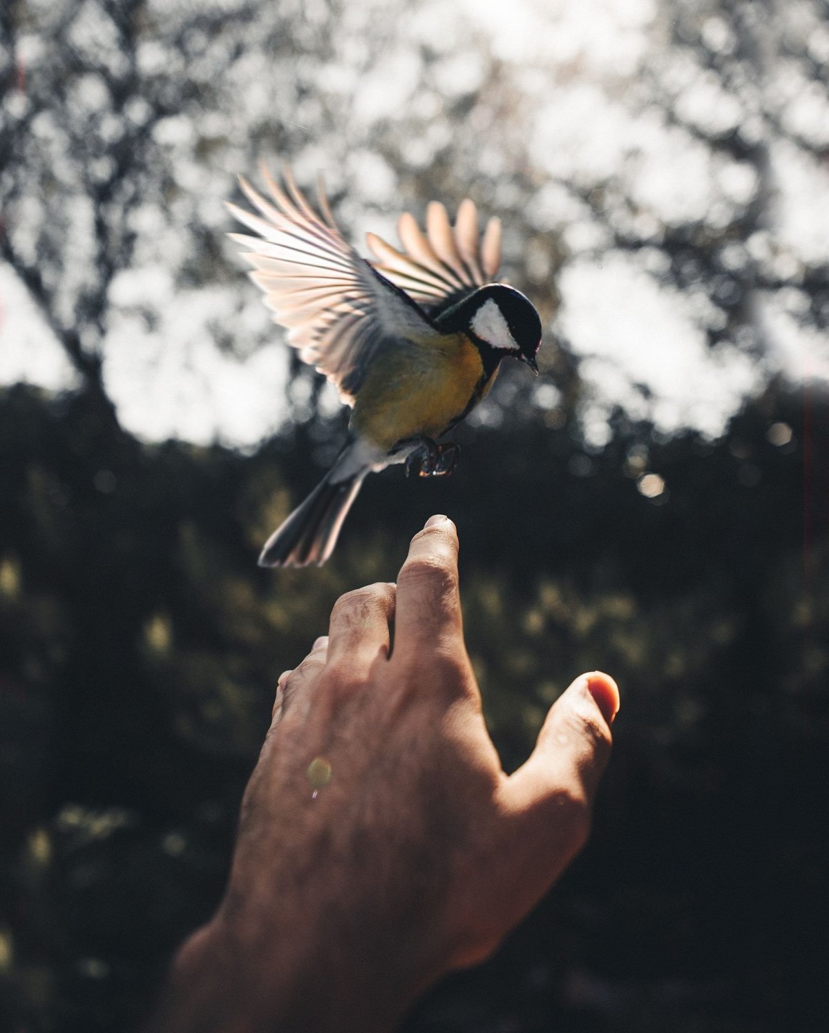 Синица в руках