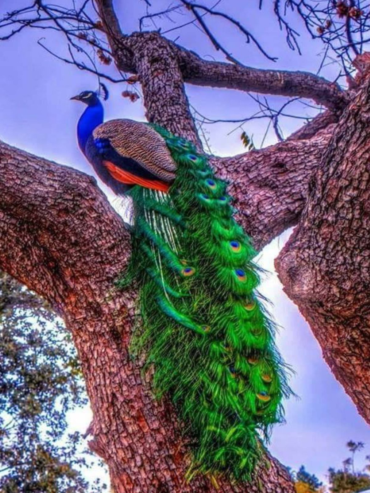 Толстоклювая Лазоревая сорока