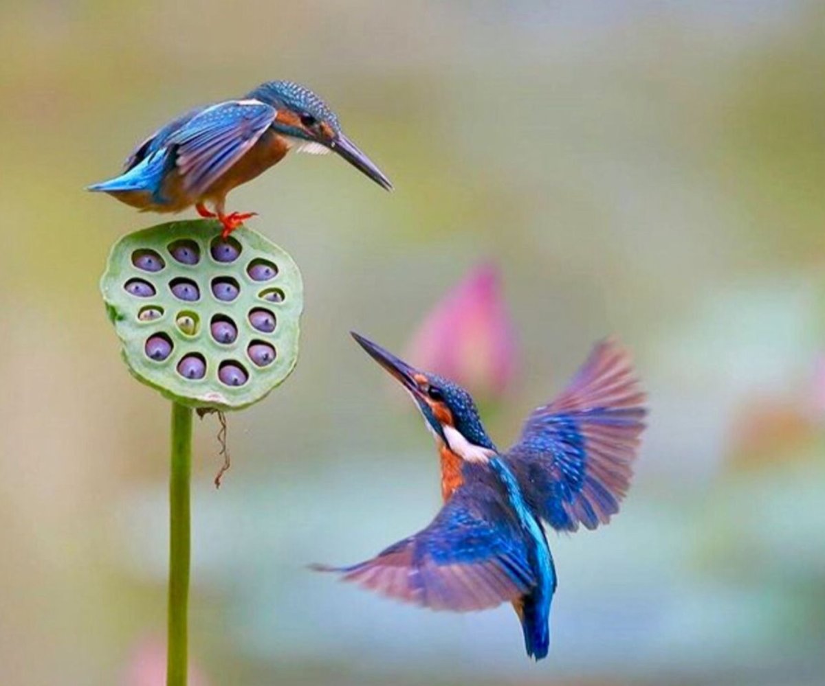 Птицы зимой