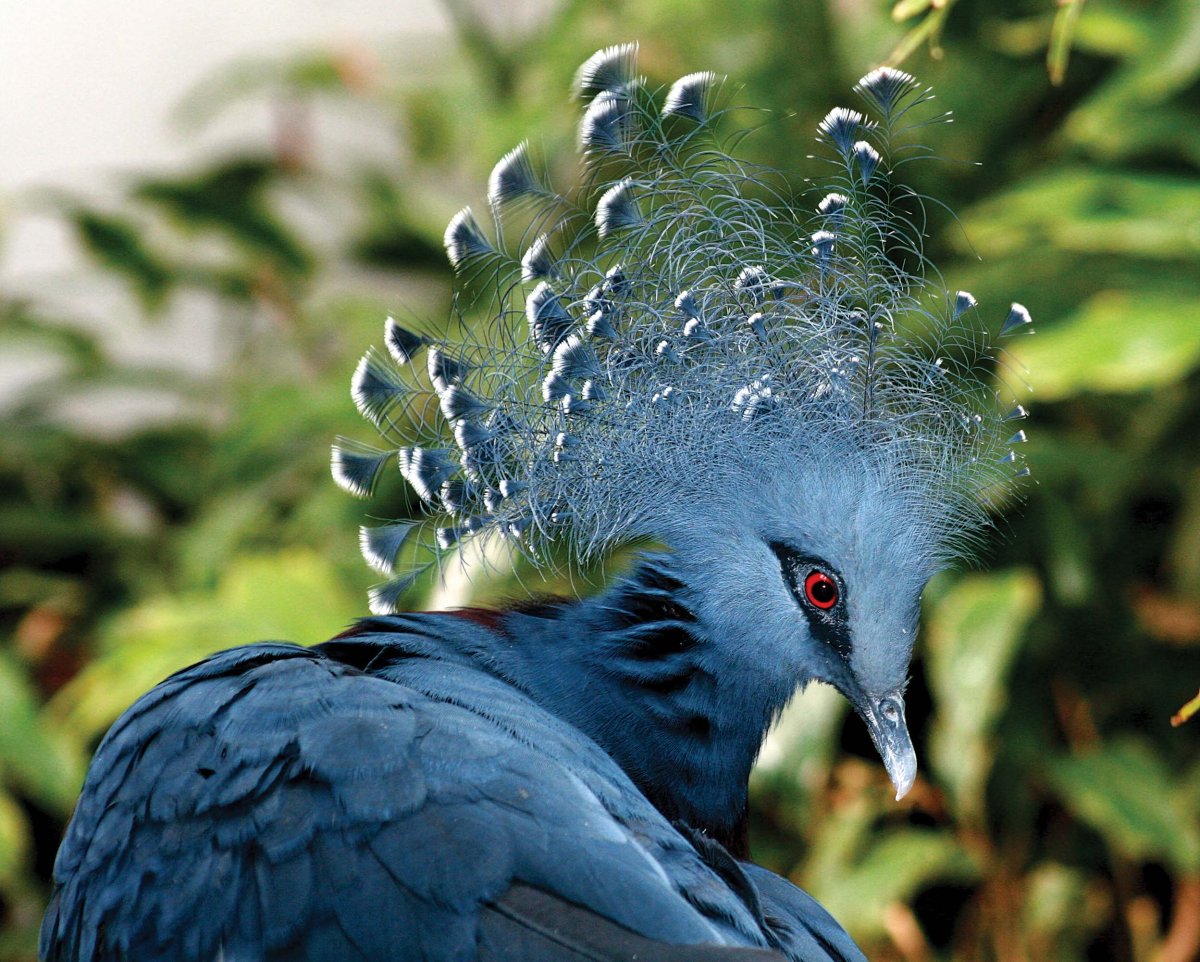 Нежность птиц