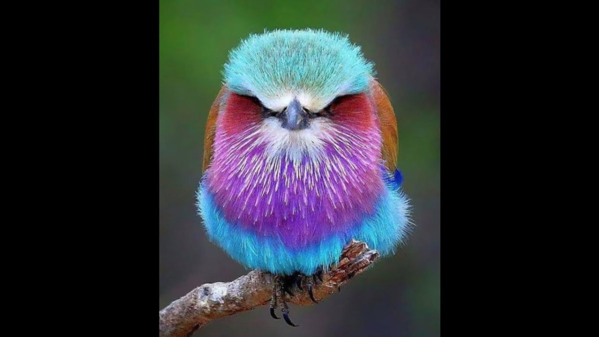 Птички творчество