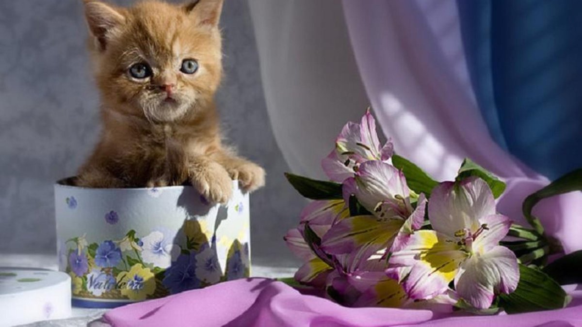 Доброе утро котятки