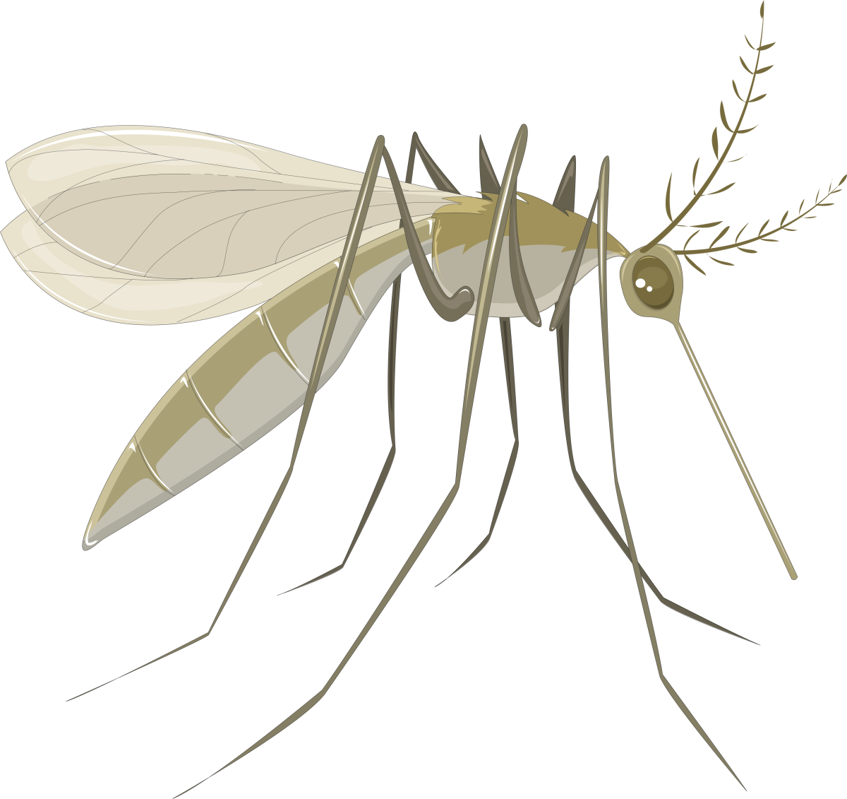 Комар картинка для детей