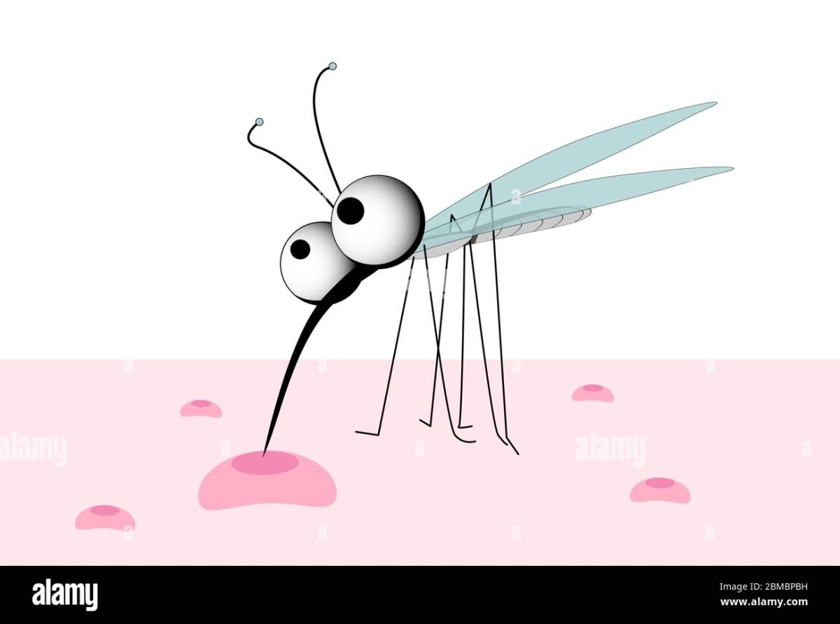 Комар вектор