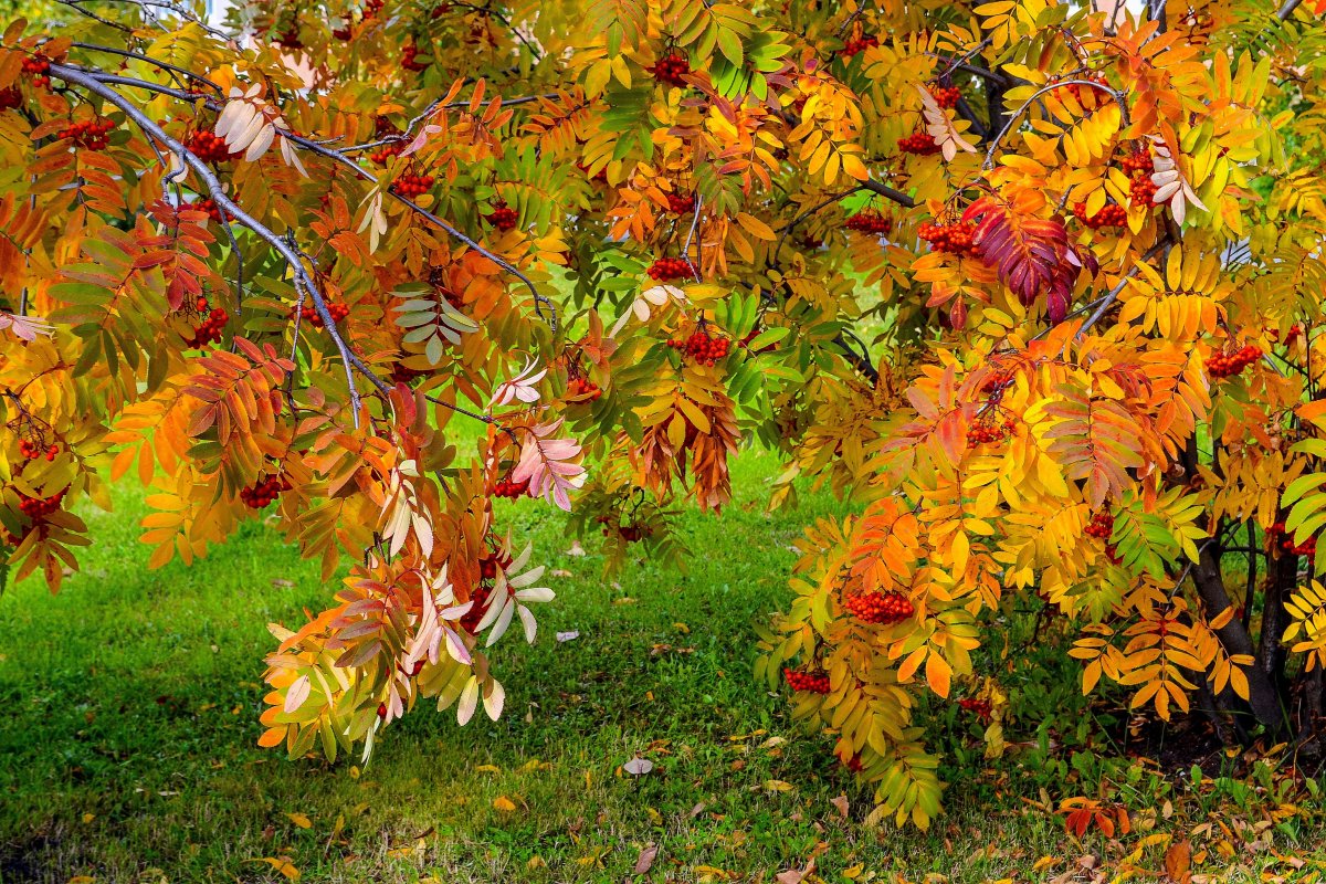 Сентябрь природа бабье лето