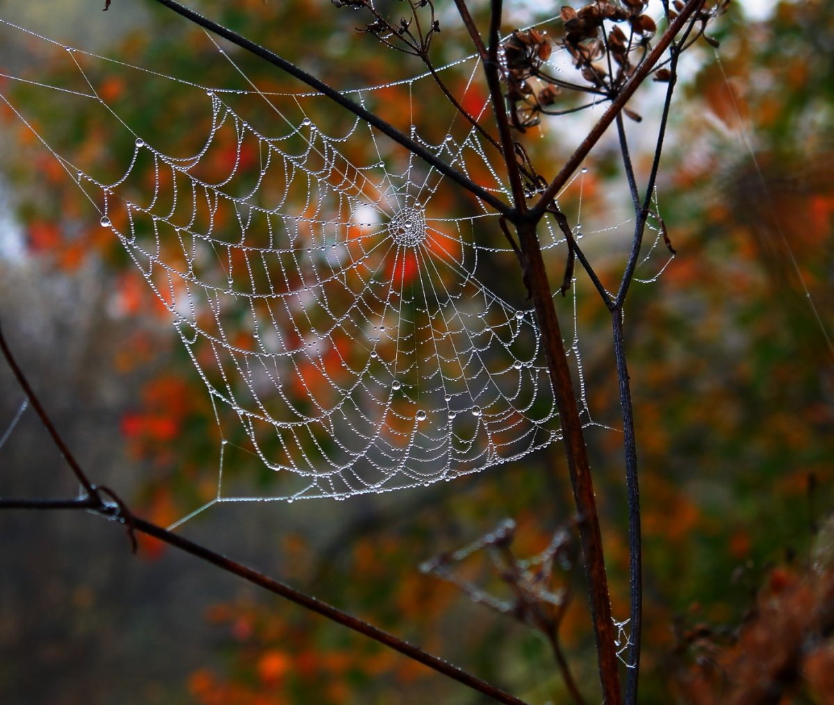 Осенняя паутинка