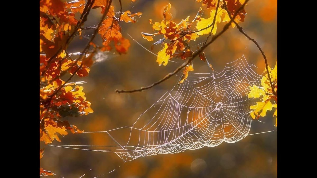 Осенние афоризмы красивые