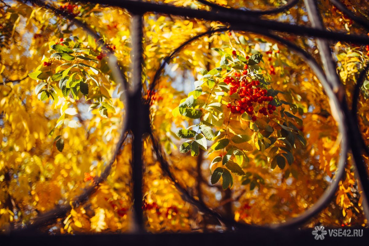 Бабье лето в саду