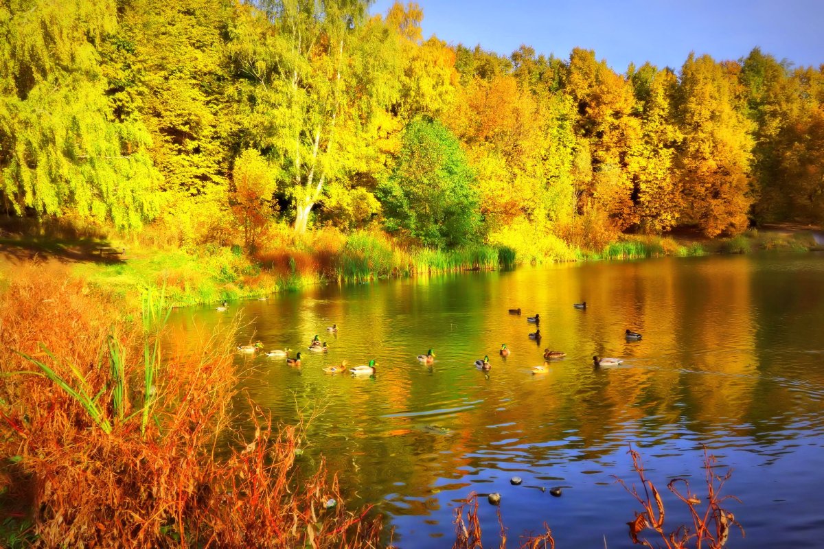 Золотая осень