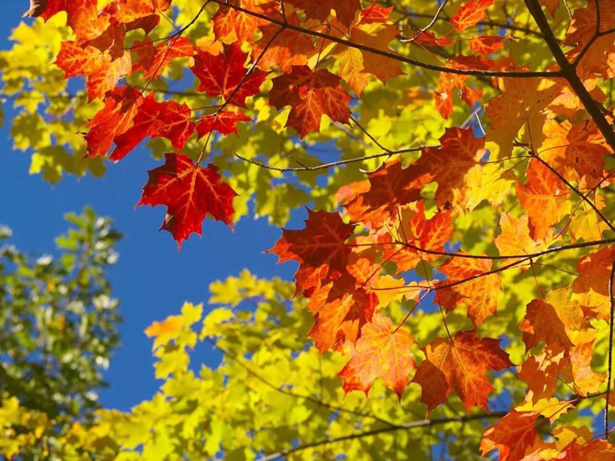 Бабье лето в лесу