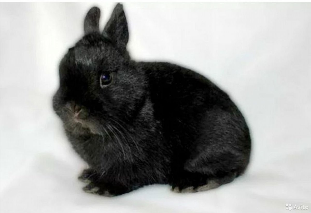 Бело коричнево черные крольчата