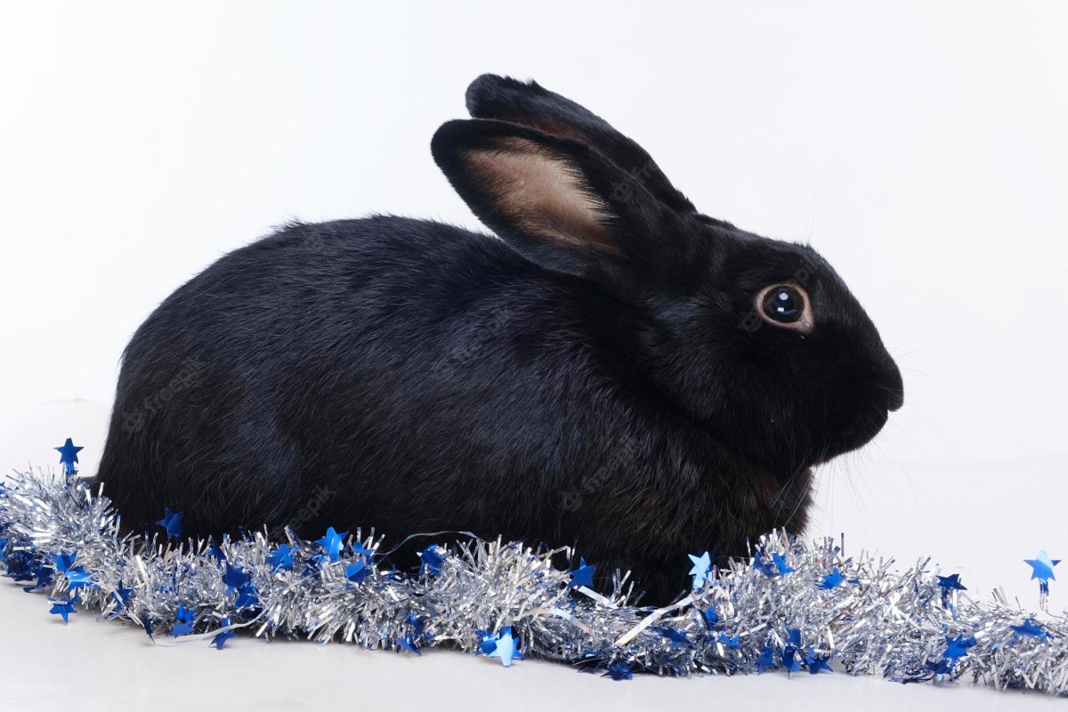 Черный кролик