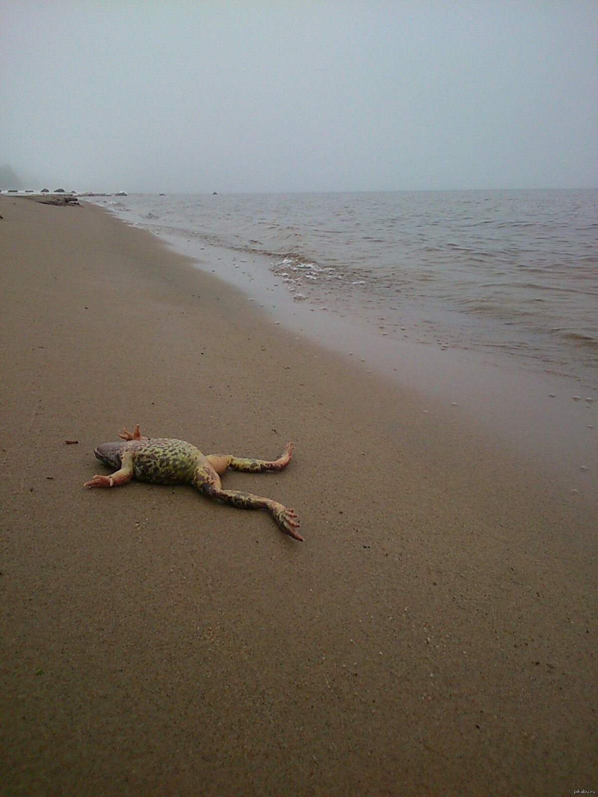 Смешные картинки про субботу