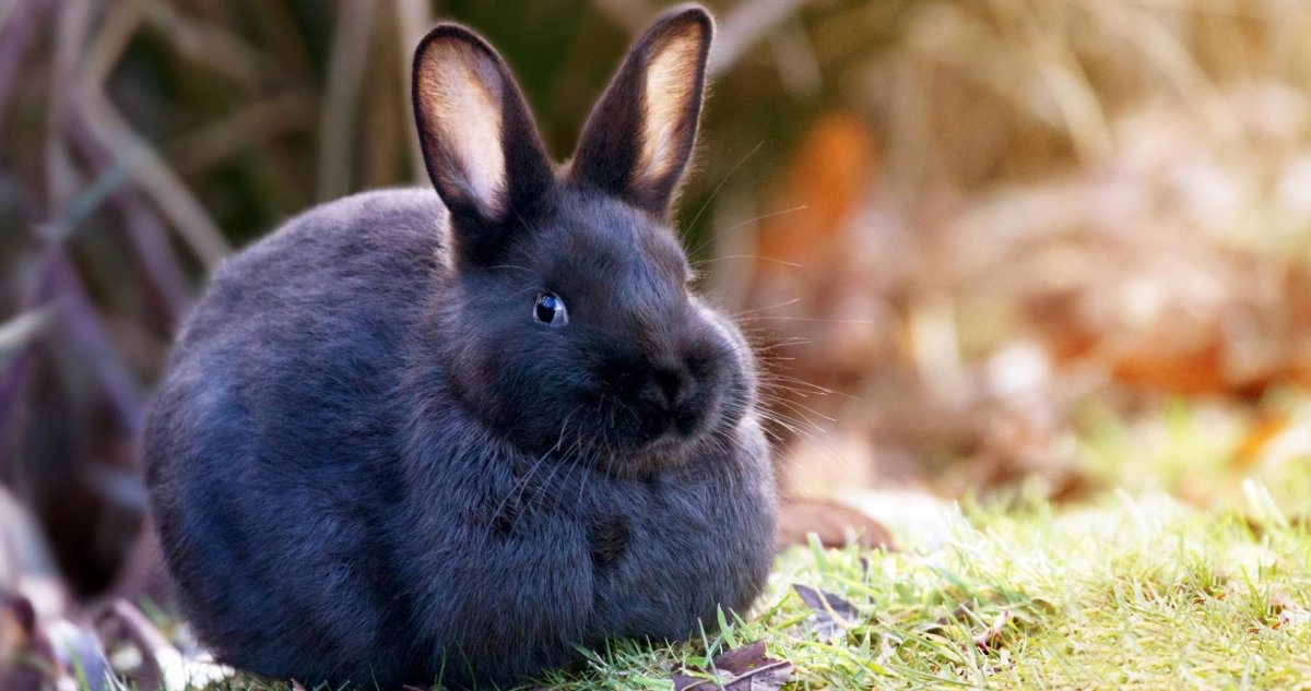 Кролик чёрный вяслоухий