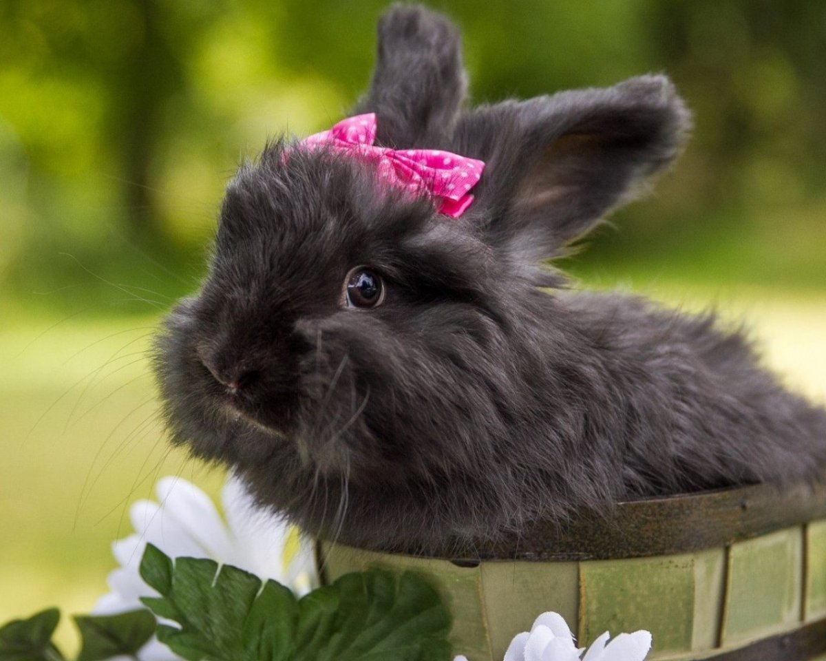 Кролик новый год