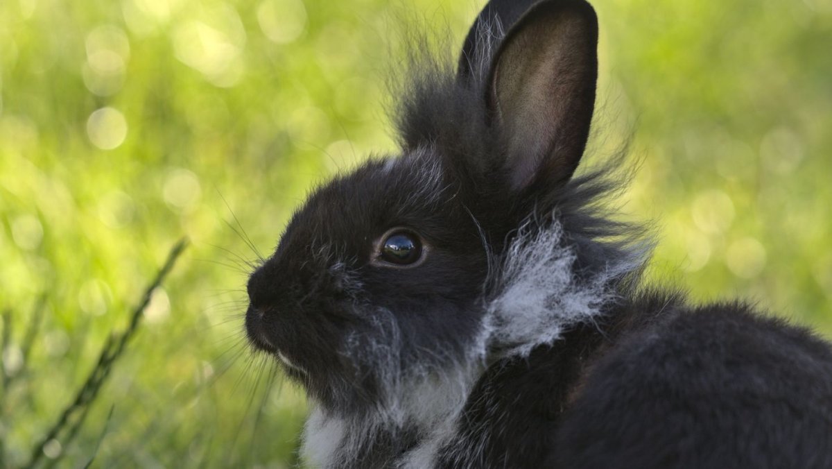 Новый год вода кролик черный