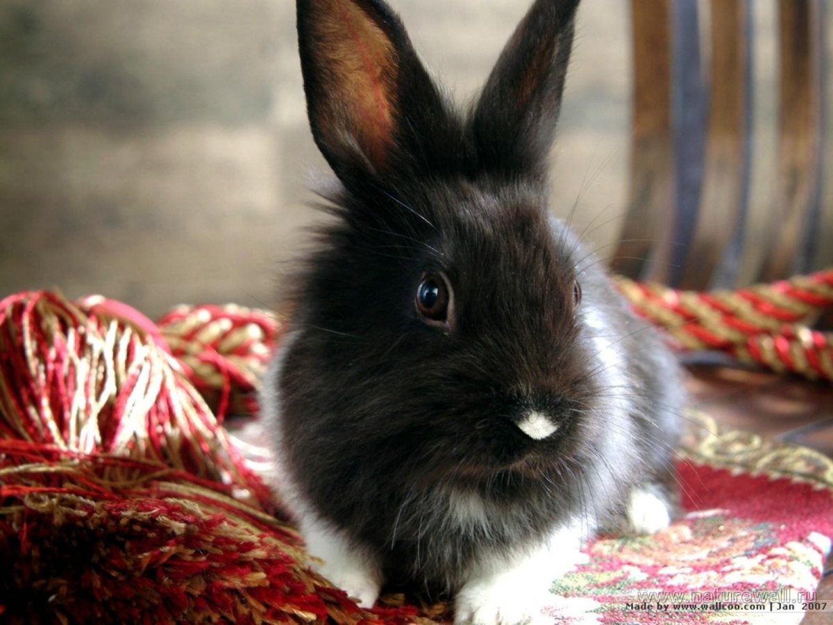 Кролик с венком на голове