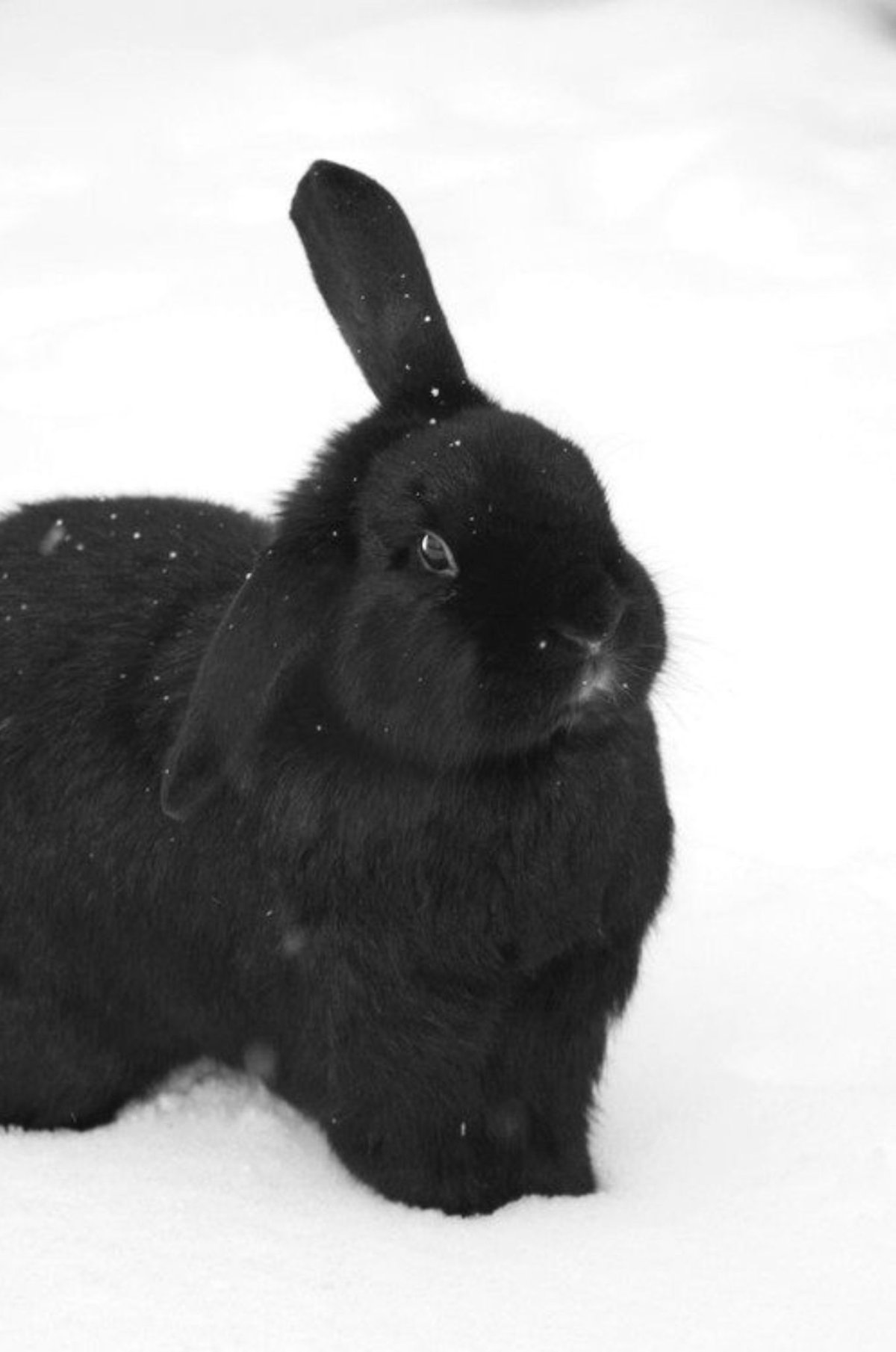 Аляска крольчата