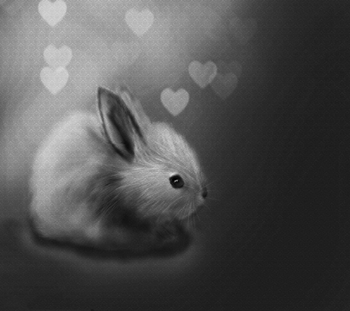 Черный кролик Сток