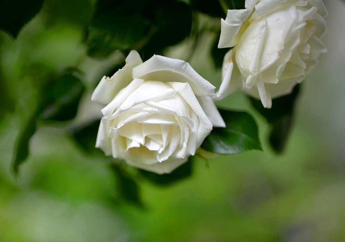 Цветы белые розы