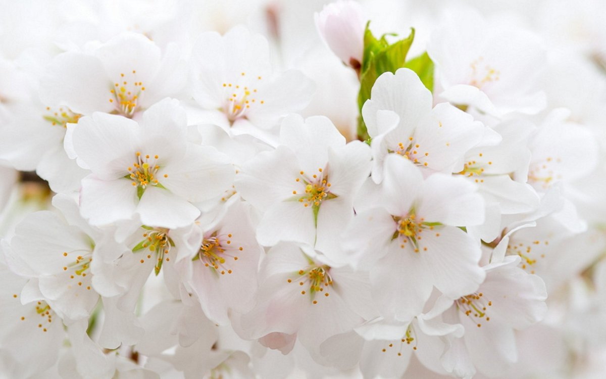 Красивые белые обои