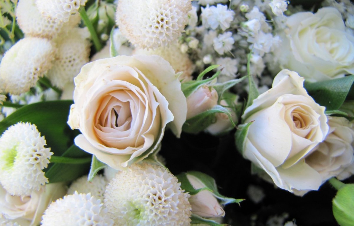 Белые цветы