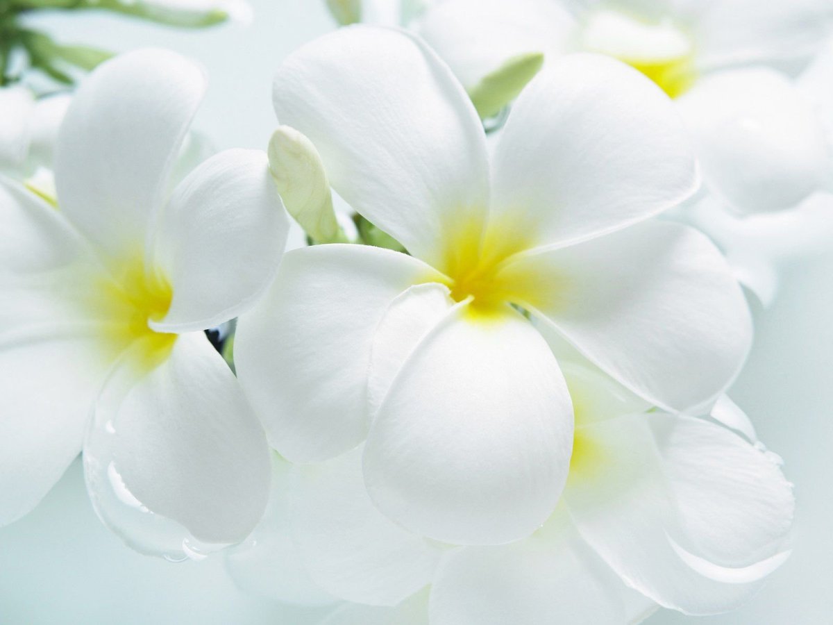 Франжипани цветок