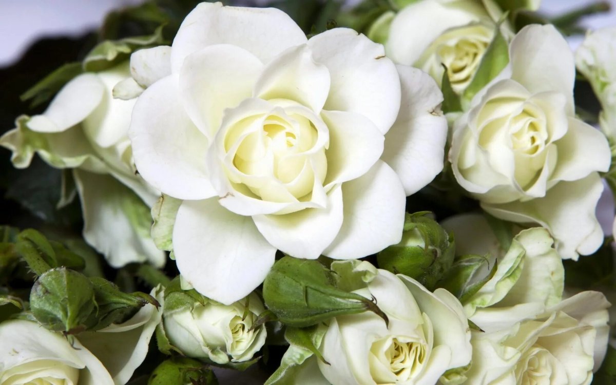 Роза Уайт бир