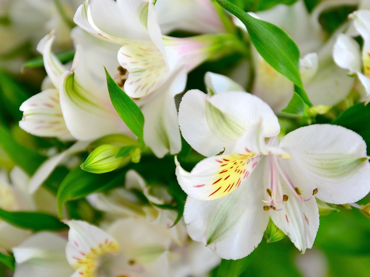 Белый мускус цветок