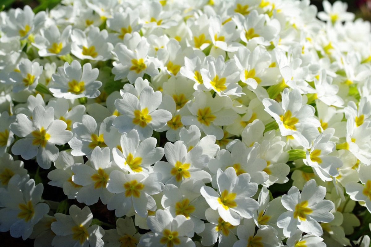 Примула белая