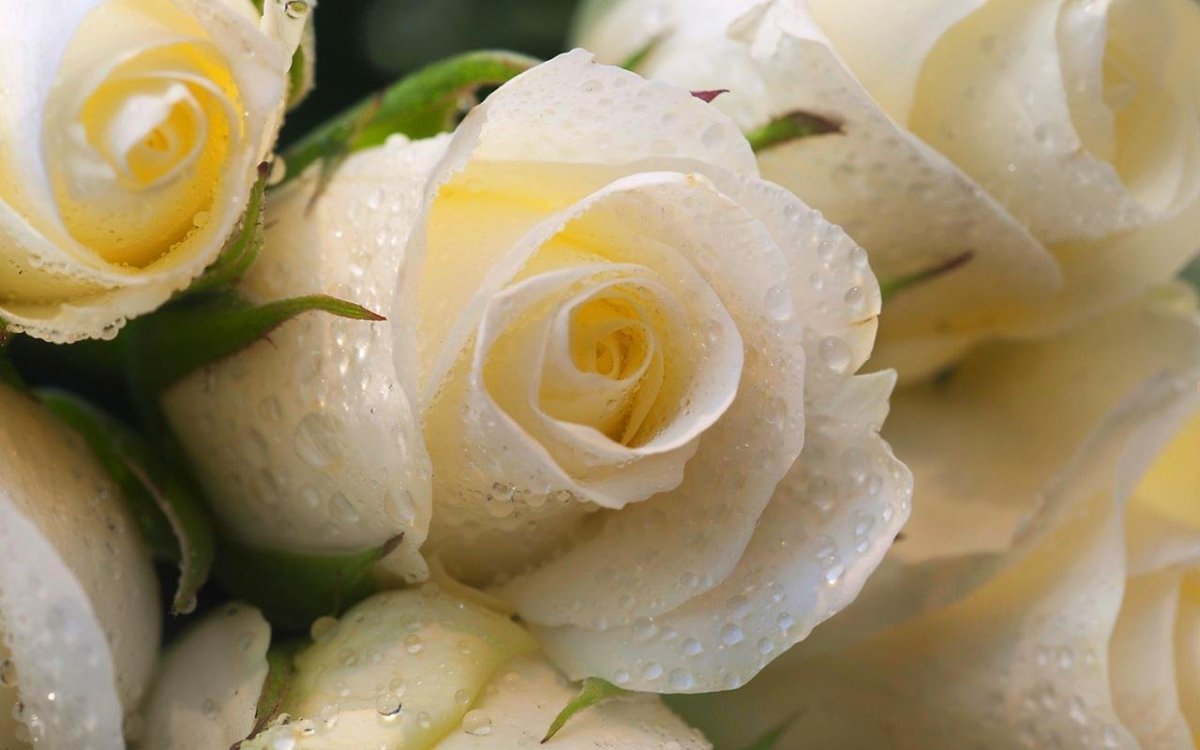 Роза Порселейн Лейс