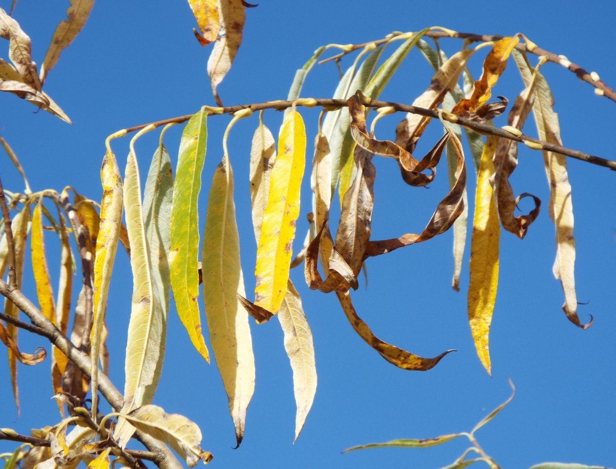 Листья ивы осенью