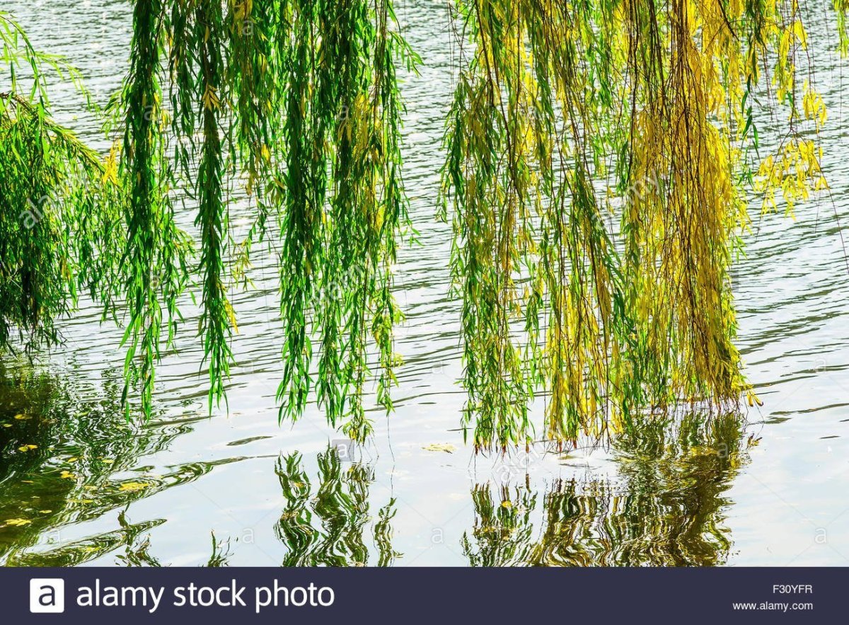 Ветка ивы над водой