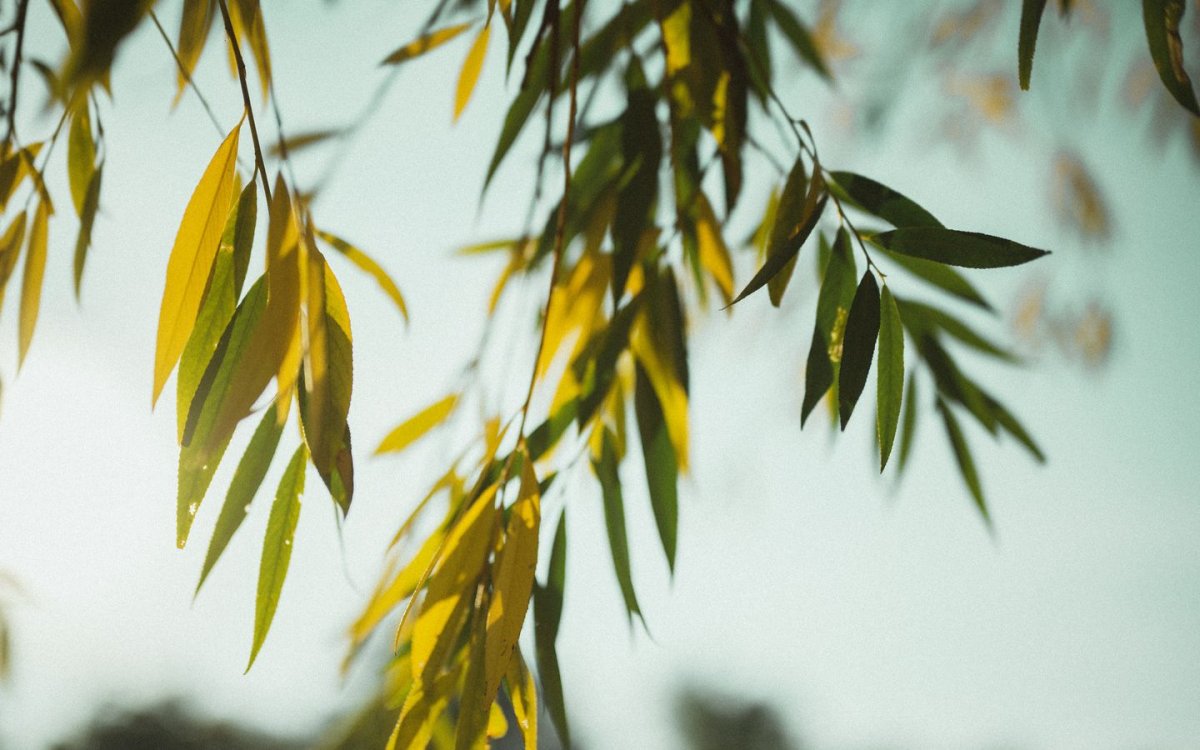 Обои с ветками ивы