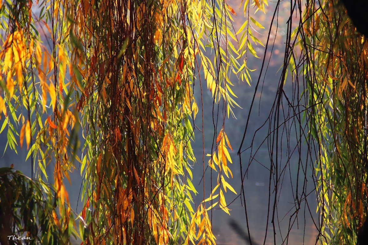 Ива разноцветная